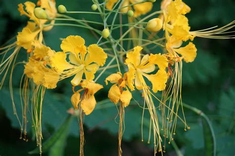 pride of Barbados propagation